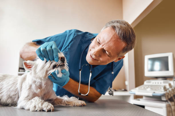 Best Emergency Dentist for Lost Fillings or Crowns in Bethel Manor, VA